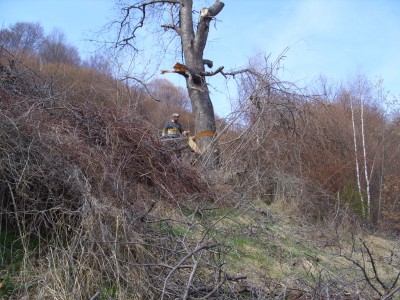 SS854070.JPG (361.82 KiB) 10423 mal betrachtet Vasile setzt den Fällkerb