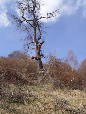 SS854066.JPG (416.42 KiB) 9670 mal betrachtet der Wildkirschbaum Gestern Mittag